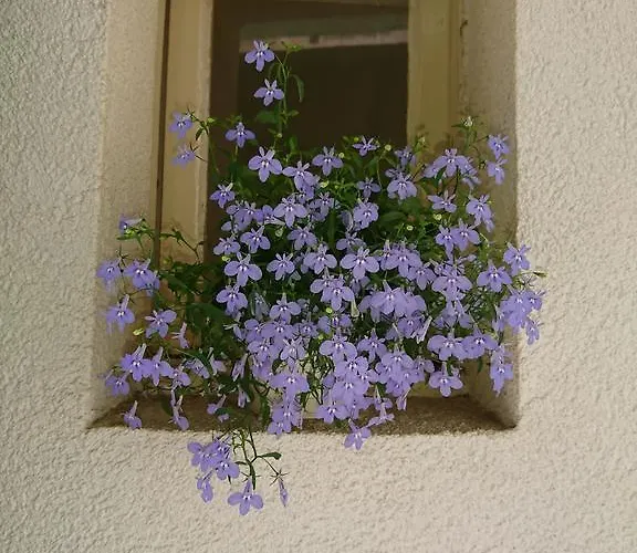 Spalatina *
